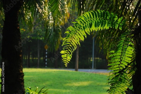 Obraz ferns in forest