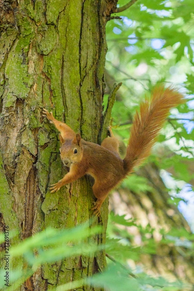 Fototapeta Squirrel plays in the summer in the park.