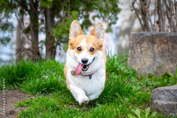 Fototapeta .Happy and active purebred Welsh Corgi dog running outdoors in the park on a sunny summer day.