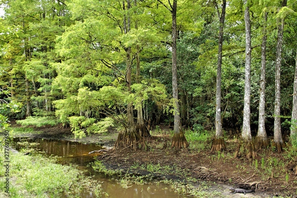 Fototapeta  peaceful walkway trails through lush green landscape with scenic views