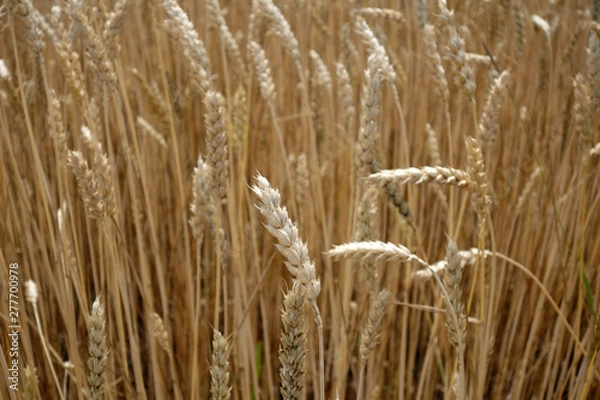 Fototapeta Wheat field close-up with blur effect.
