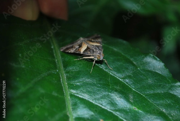 Fototapeta butterfly 