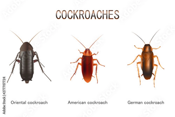 Obraz Rodzaje karaluchów