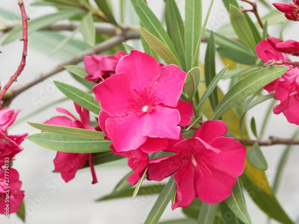 Fototapeta Rosa rot blühender Oleander oder Rosenlorbeer (Nerium oleander)