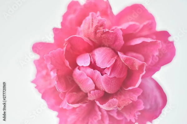 Fototapeta Peony pink color close-up on a white background. Fresh flowers isolate. Selective focus. Copy space. Horizontal frame.