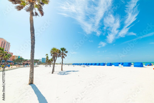 Obraz White sand and palm trees in Clearwater beach