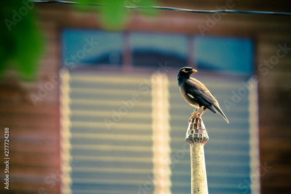 Obraz nuthatch on feeder