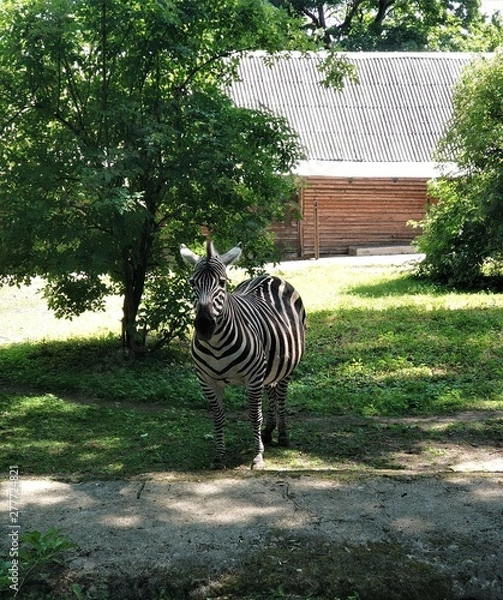 Obraz Zebra with black and white stripes grazes on the grass. Side view.