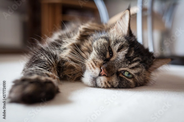 Obraz Kot Maine Coon na podłodze