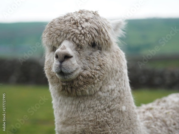 Fototapeta A white Alpaca in Wales. 