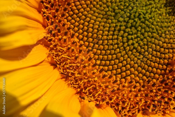 Fototapeta Bright yellow sunflower lighted solar svetom. Mock up template. Copy space for your text