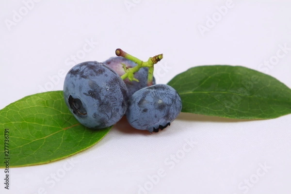 Obraz Czarna Borówka