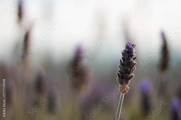 Fototapeta thistle in the field