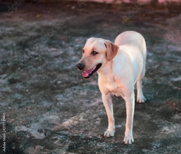 Fototapeta dog on beach