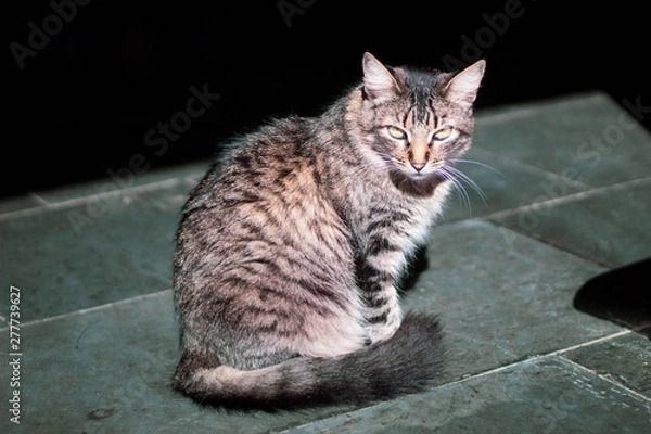 Fototapeta cat with eyes