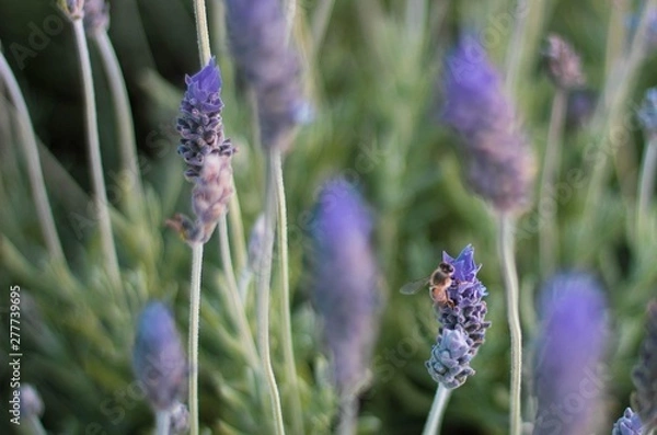 Fototapeta bee on flower