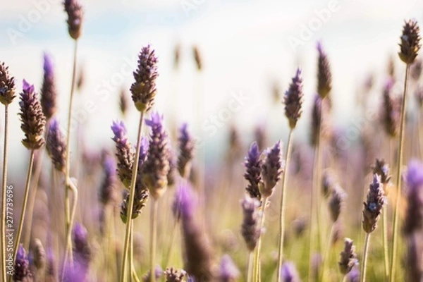 Fototapeta field of lavender flowers