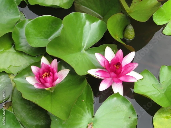 Obraz lotus in pond