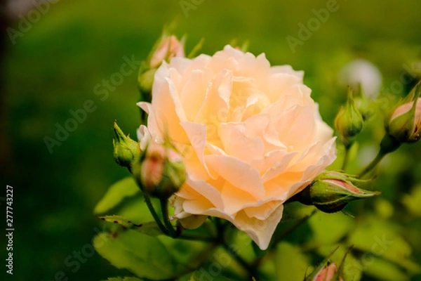 Fototapeta Orange rose