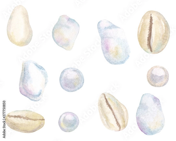 Fototapeta Watercolor hand drawn set with seashells cowrie and baroque pearls isolated on white background