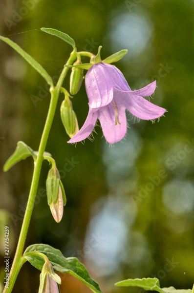 Fototapeta A beautiful wildflower grows in a meadow.