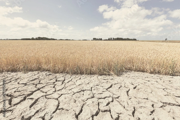 Fototapeta Sucha i jałowa ziemia z nieudanymi uprawami z powodu zmiany klimatu i globalnego ocieplenia.