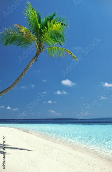 Fototapeta Plaża z palmami