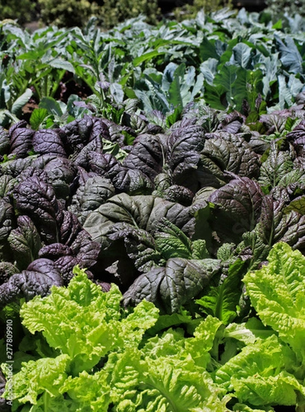 Obraz Lettuce Farm