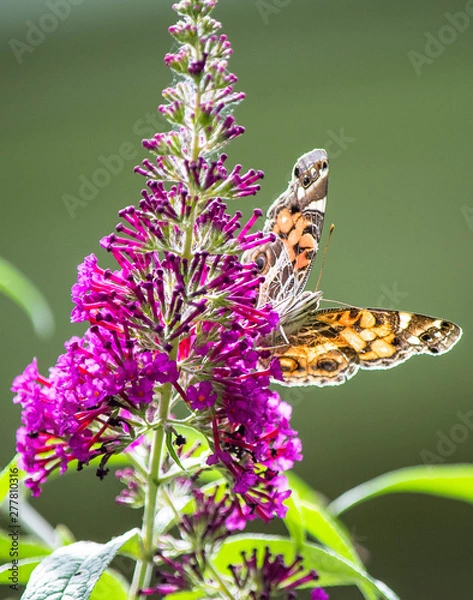 Obraz Moth on a butterfly bush
