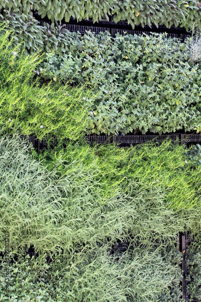 Obraz Vertical Herb Garden