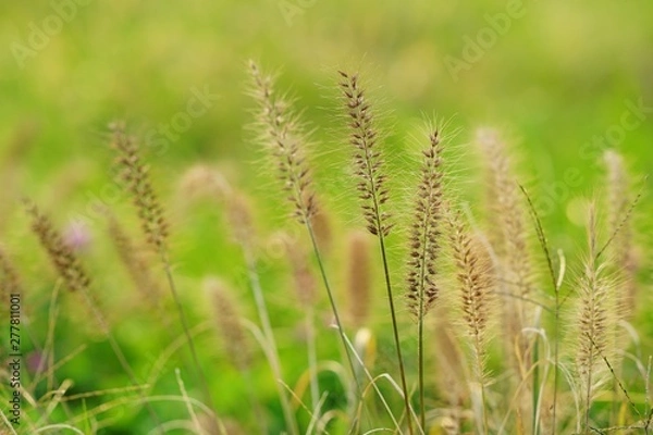 Fototapeta ケイヌビエ