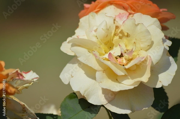 Obraz Thomasville rose garden