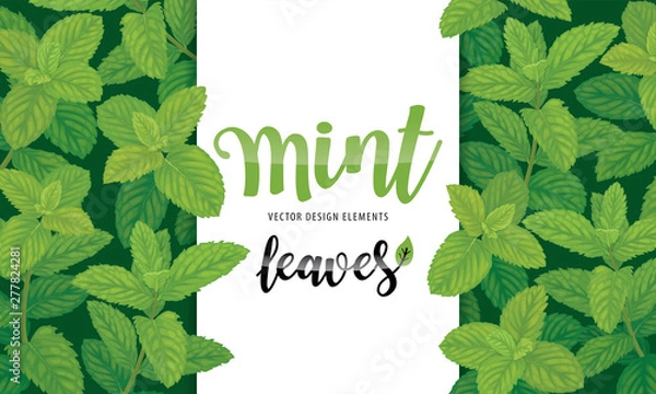 Fototapeta Green mint leaves on background template. Vector set of herbal element for advertising, packaging design, greeting card and fashion design.
