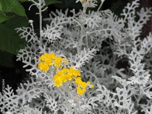 Fototapeta シロタエギクのシルバーリーフと黄色い花