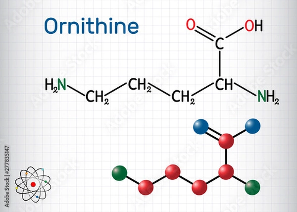 Fototapeta Ornithine non-proteinogenic amino acid molecule, is used in the urea cycle. Structural chemical formula and molecule model. Sheet of paper in a cage