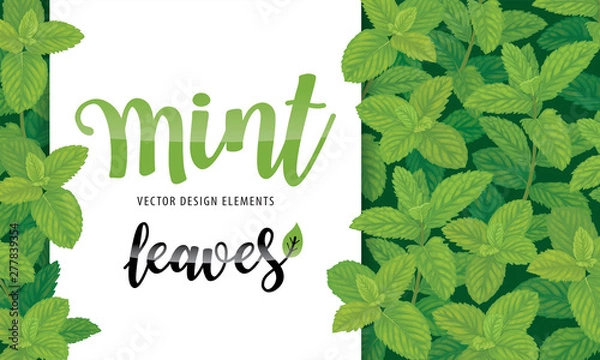Fototapeta Green mint leaves on background template. Vector set of herbal element for advertising, packaging design, greeting card and fashion design.