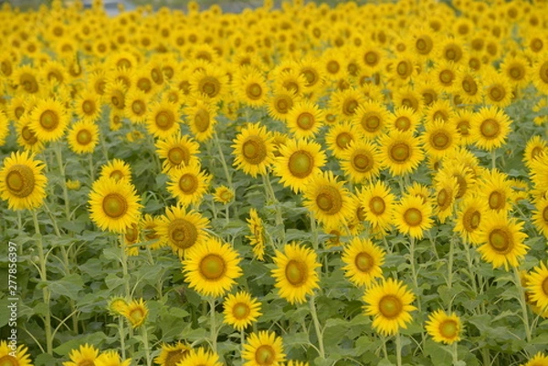 Fototapeta ひまわり畑