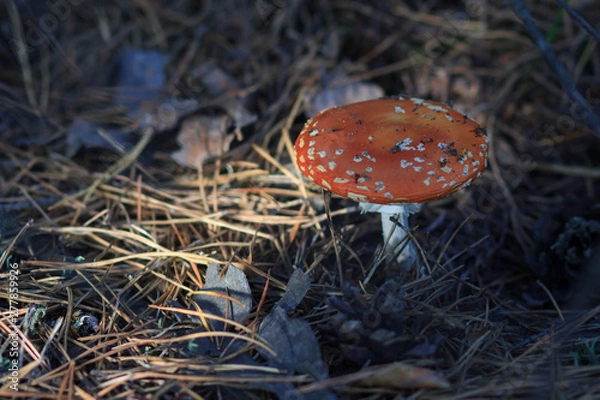 Fototapeta Fly Amanita mushroom in autumn light in the forest in fall