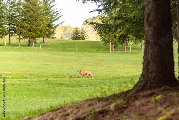 Fototapeta Fox cub in forest, posing at spring woods