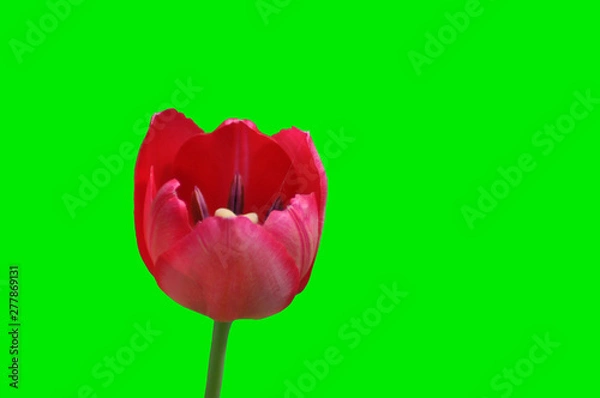 Obraz red tulip on a clean green background