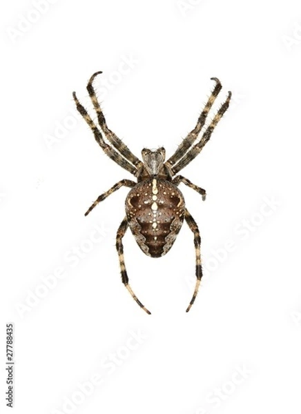 Obraz isolated cross spider