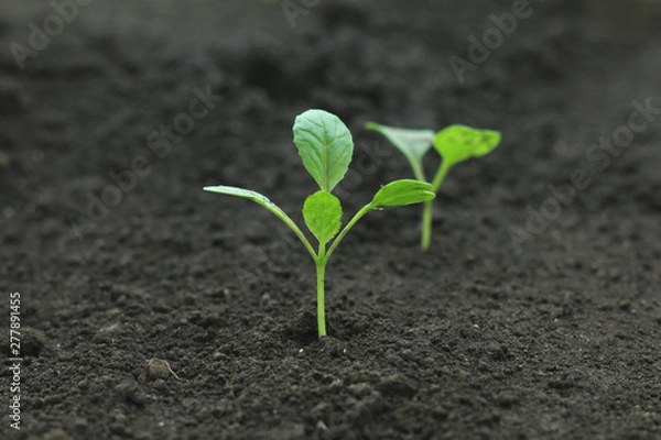 Obraz 野菜の苗　小松菜