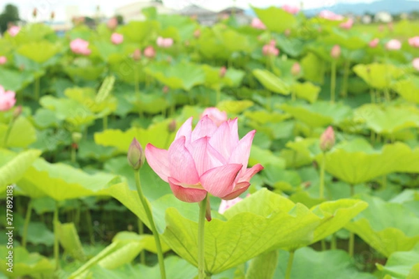 Fototapeta 栃木県真岡市堀内　ハスの花