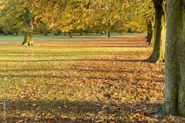 Fototapeta trees in autumn 