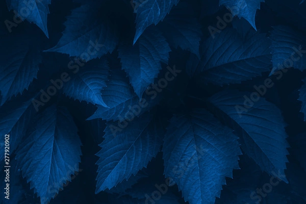 Obraz Bright blue leaves top view minimalistic background. Floral backdrop concept. Color of the summer 2019. Flower petals close up. Floristry hobby. Web banner, greeting card idea