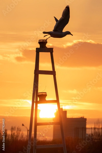 Fototapeta silhouette of a seagull