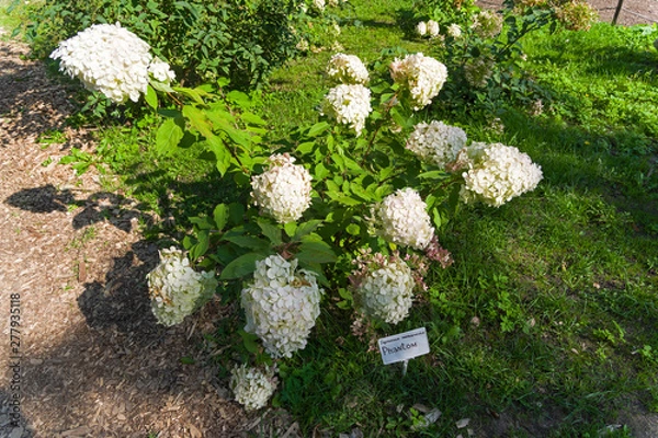 Obraz Blooming panicled hydrangea