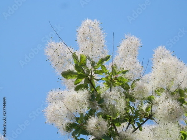 Obraz 花が咲いているスモークツリー(宮城県)