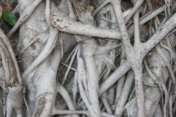 Fototapeta tree stems