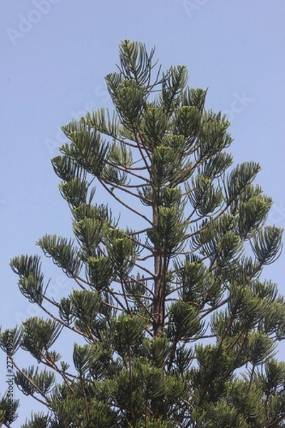 Fototapeta Pine tree
